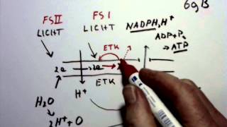 Cyclische Fotofosforylering