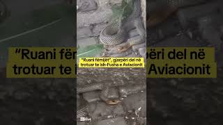 “Ruani fëmijët”, gjarpëri del në trotuar te ish-Fusha e Aviacionit