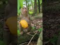 Watch This Charming Monkey Lily & Mollie♀️🩷 Enjoy Their Favorite Snack Feed Time!#SovanaTroop