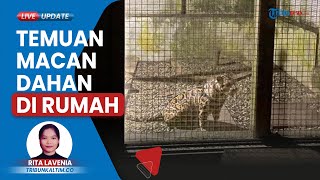 Pemilik Harimau yang Menerkam Warga di Samarinda hingga Tewas Ternyata Juga Pelihara Macan Dahan