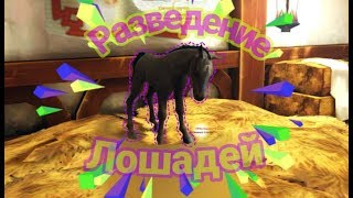 РАЗВЕДЕНИЕ|Alicia Online #1|Разводим лошадей РАЗВЕДЕНИЕ|Alicia Online #1|Разводим лошадей