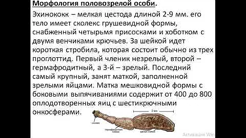 Эхинококк (Echinococcus granulosus)
