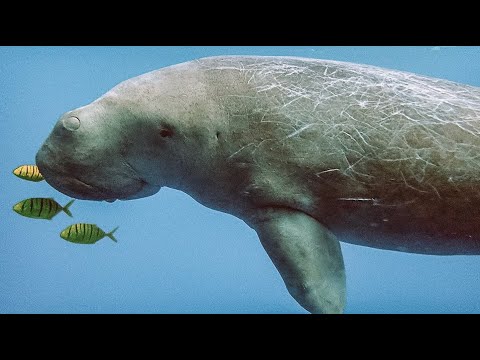 Dugong Dive | The Seraya House Reef | Seraya Kecil Island