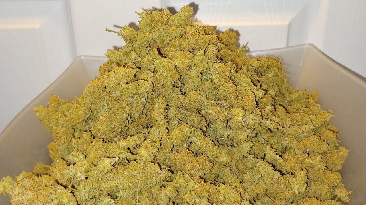 Strawberry Cake autoflower 1 plant final weight. Ganja Farmer Mars Hydro Medical Marijuana