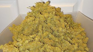 Strawberry Cake autoflower 1 plant final weight. Ganja Farmer Mars Hydro Medical Marijuana