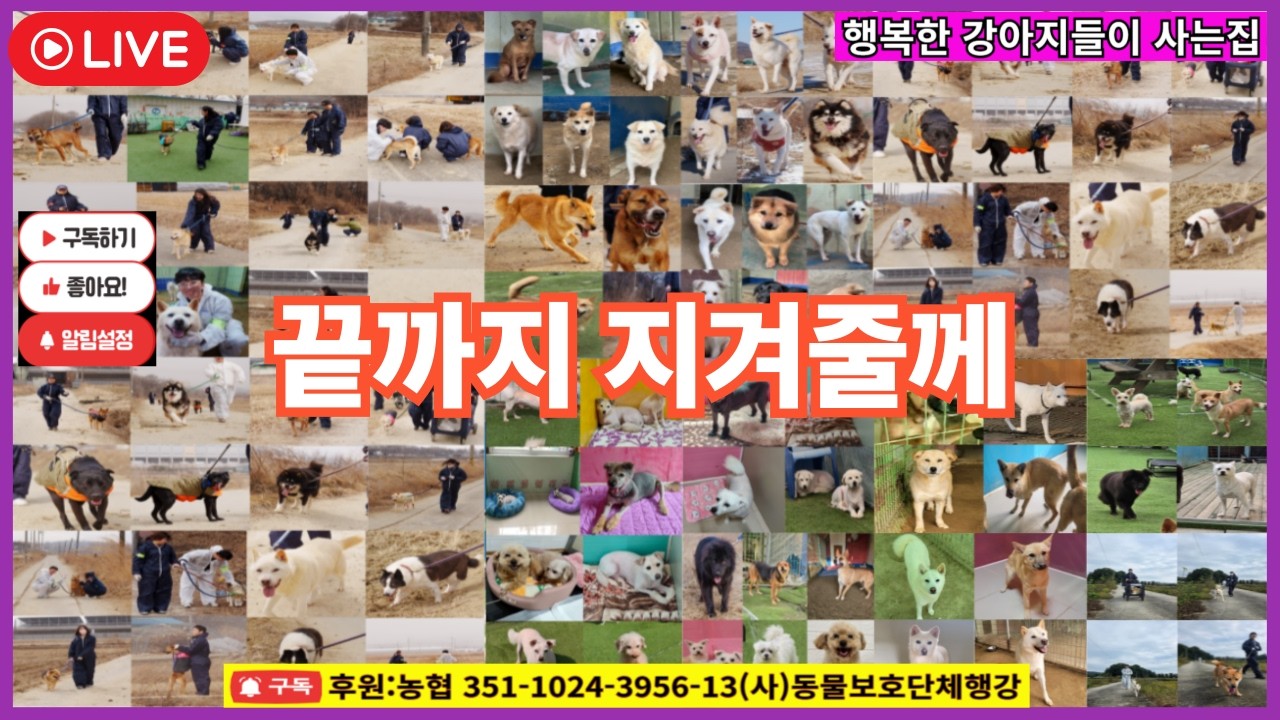 행복한 강아지들이사는집 라이브. #밥묵자 #입양홍보방송 #행강유기견보호소.