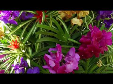 هذا الصباح- زهرة الأوركيد في معرض الزهور بأميركا