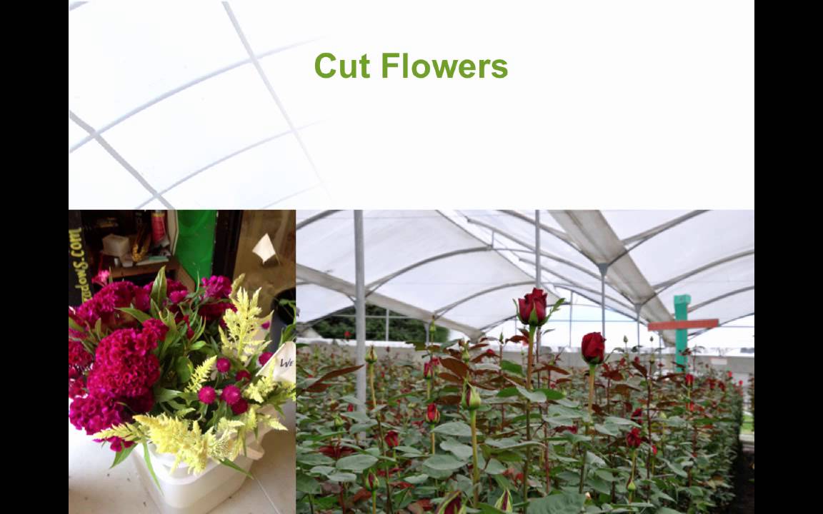 Floriculture Intro