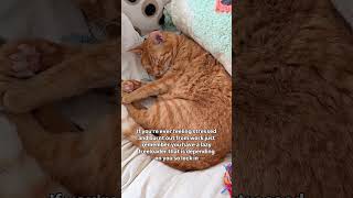 Work hard so your cats can live a better life😺 #cat #orangecat #catlover #kitty #neko #shorts #work