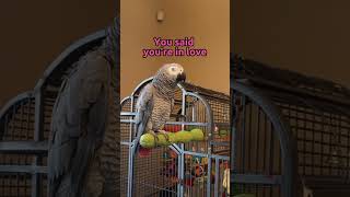 Gizmo’s singing will melt your heart ❤  #talkingparrot #singingbirds #africangrey #shorts