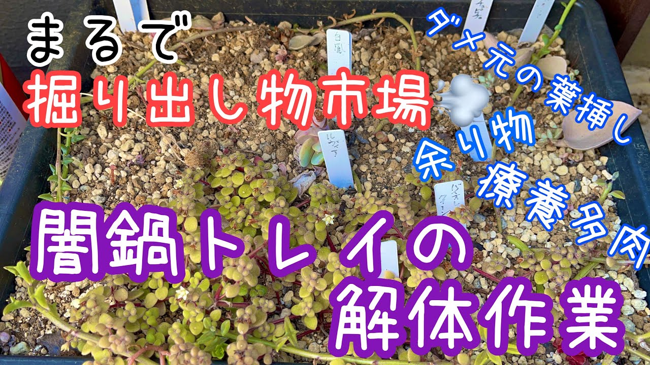多肉植物]トレイ解体！2年経過のなんでもポイポイトレイを整理します