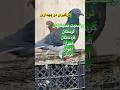 وضعیت جنگی در بهداری مردم مظلوم ایران شورت Pigeon کبوتر بلندپرواز 