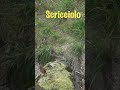 Fototrappola riprende...gli animali del fossato YT