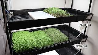 Microgreen watering automation, new siphon