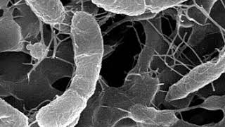 Chemosynthesis | Wikipedia audio article