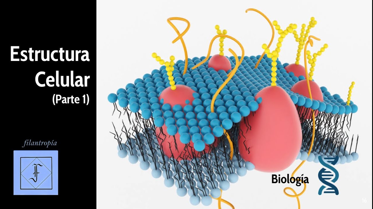 BIOLOGÍA | Moléculas orgánicas presentes en las células y su función