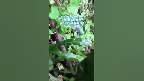 Sâm Ngọc Linh Tự Nhiên Mọc Trong Lùm Cây Vẫn Không Thoát Được Mắt Của Thợ Sâm!