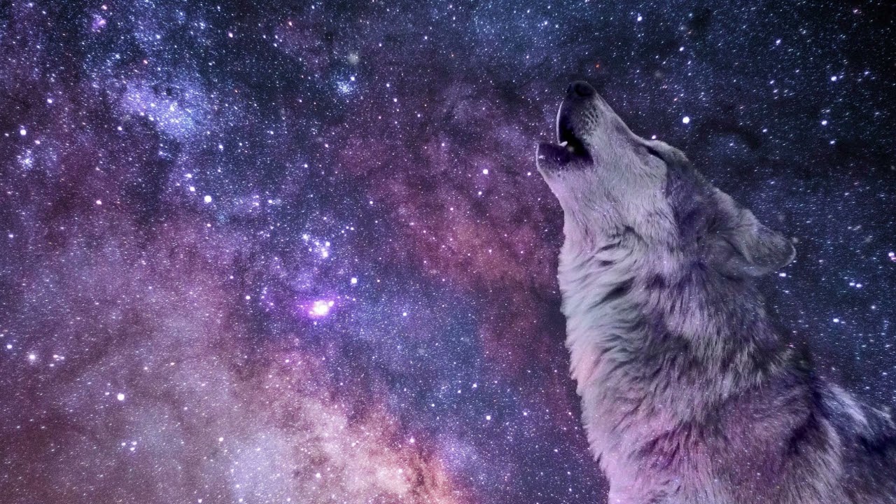 8 ore suoni della foresta per dormire con ululato del lupo