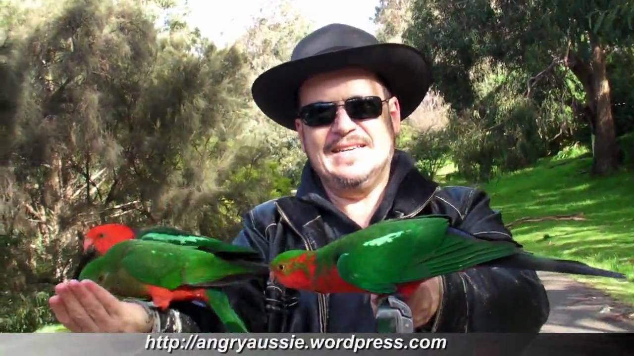 Angry Aussie eaten alive by Angry Parrots