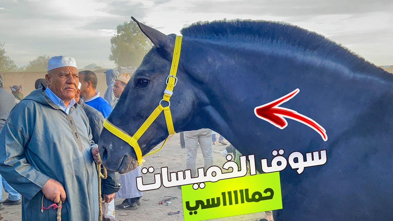 🚨سوق الخميسات اليوم اجواء ياسلام مع الحرايفية وتجارة الخيوول سلعة موجودة لكن شاري قليل ✅