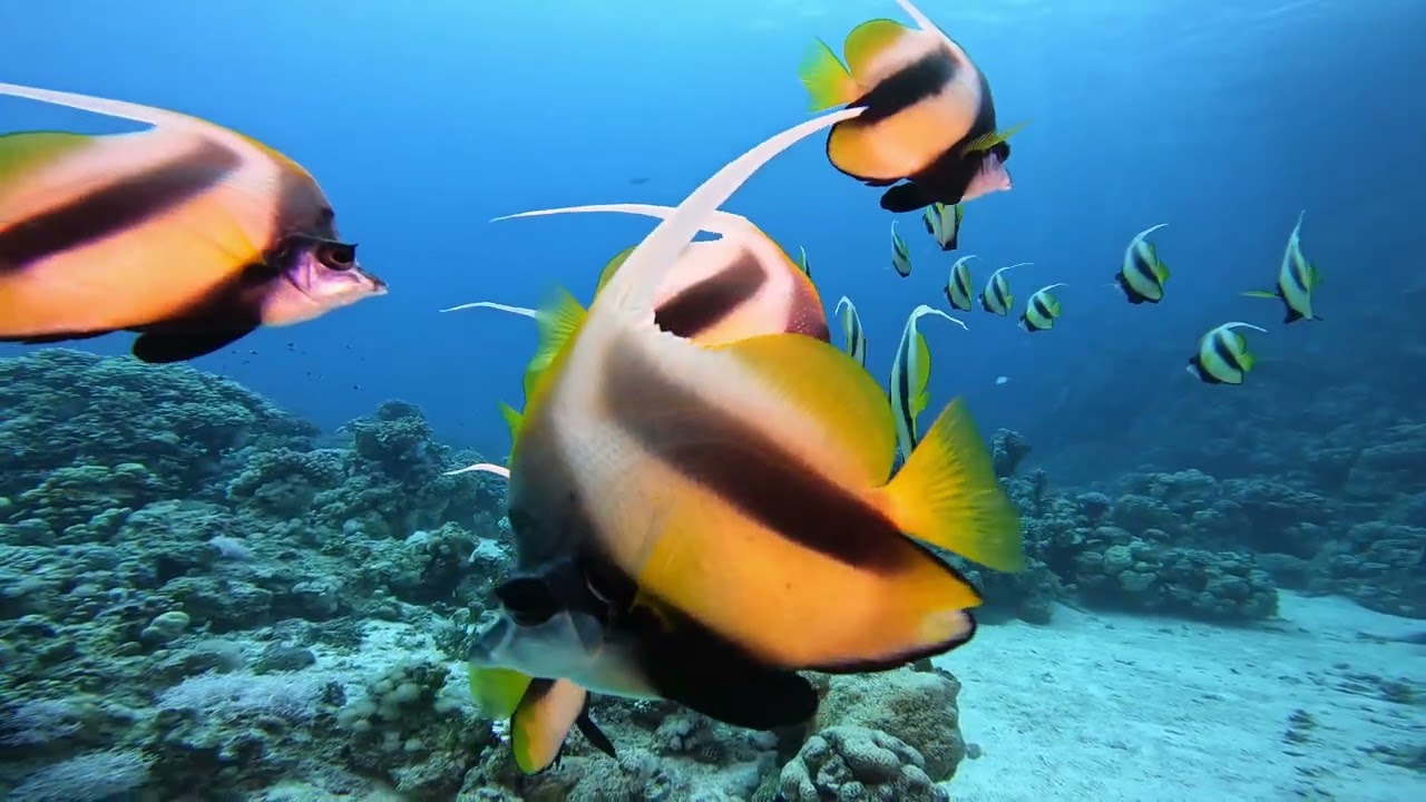 24 05 10 Egypte Abu Galawa Kebir et Claudia