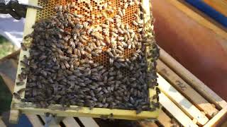 Beehive Noname 9-17-25