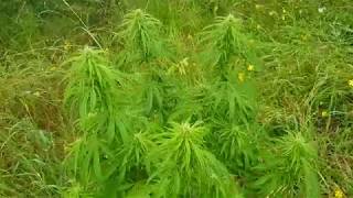 UK GUERRILLA GROWING 2019 SEASON