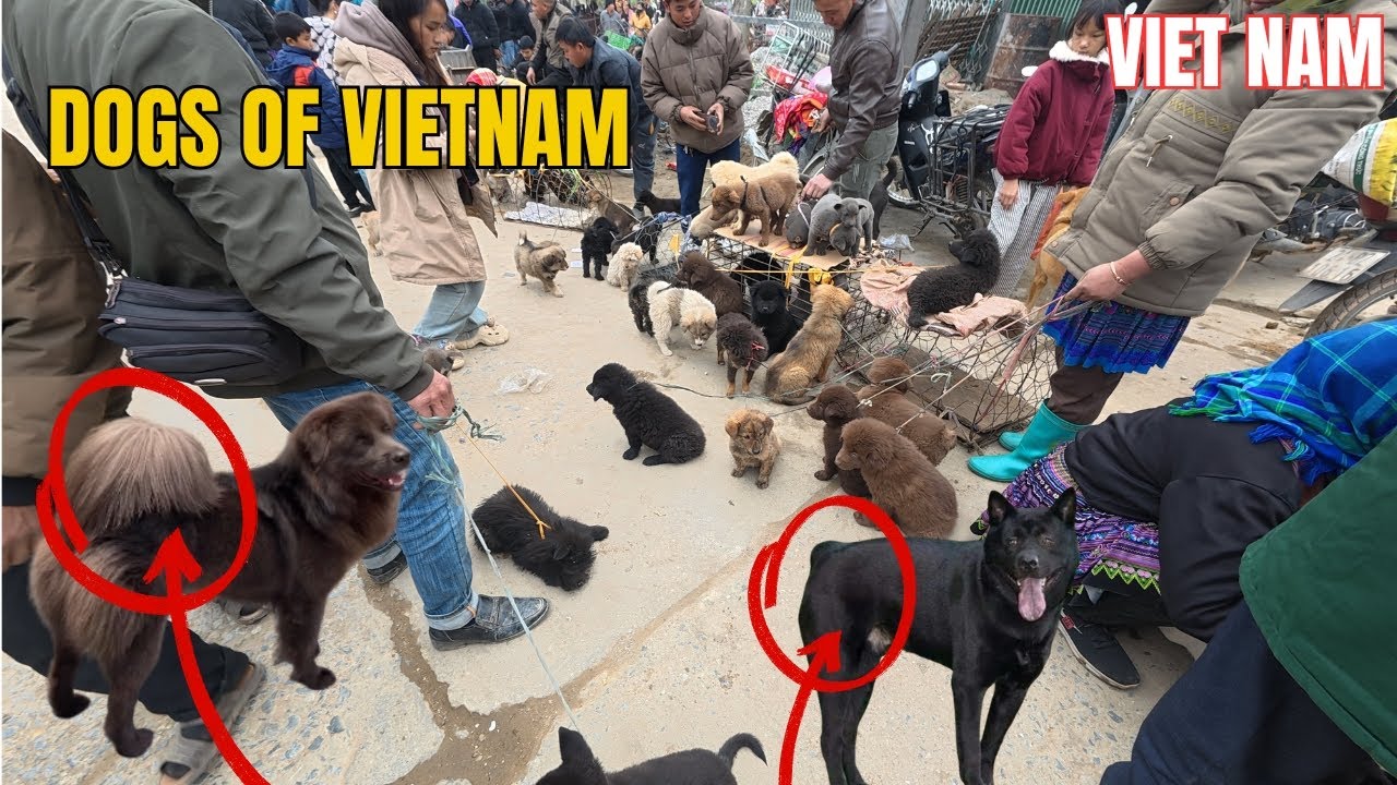 A Huge Dog Market Sells Two Rare Vietnamese Dog Breeds