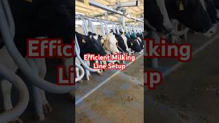 Dairy Farm UAE 🇦🇪 | Cow Milking Process in Modern Unit | FarmTech by Sudharshan #shorts #farming