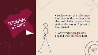 ASSIGNMENT (2D MOTION ANALYSIS OF GAIT CYCLE)