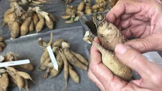 90. How I Store Dahlia Tubers Over the Winter.