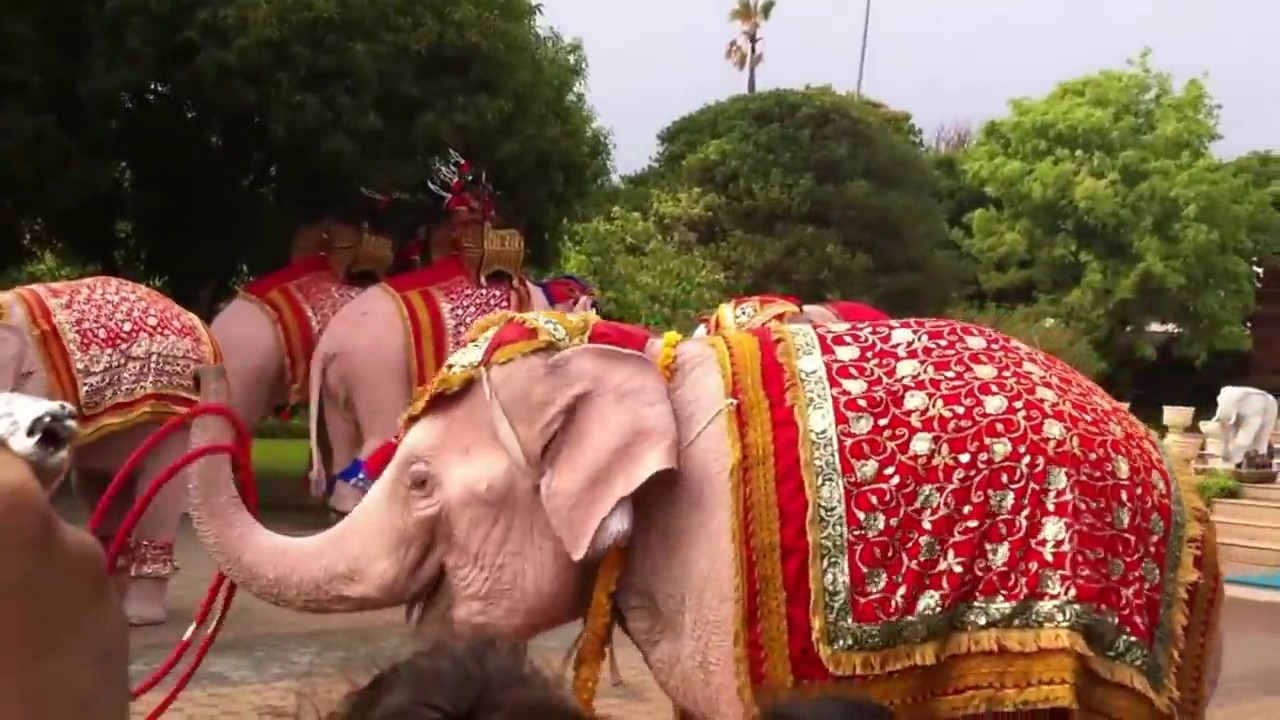 แสดงช้างเผือก อนุสาวรีย์พระนางจามเทวี จ.ลำพูน