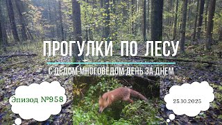 видео: Прогулки по лесу. День за днем с дедом Многоведом. 25 октября 2025г. Эпизод 958. картинка: Прогулки по лесу. День за днем с дедом Многоведом. 25 октября 2025г. Эпизод 958.