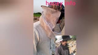 honey beez info in pakistan شہد کا کاروبار کر کے ہر ماہ دو لاکھ روپے کمائیں بیری کے سیزن کی معلو مات