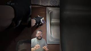 Teria coragem de fazer isso na sua cozinha? #curiosidades #viral #react
