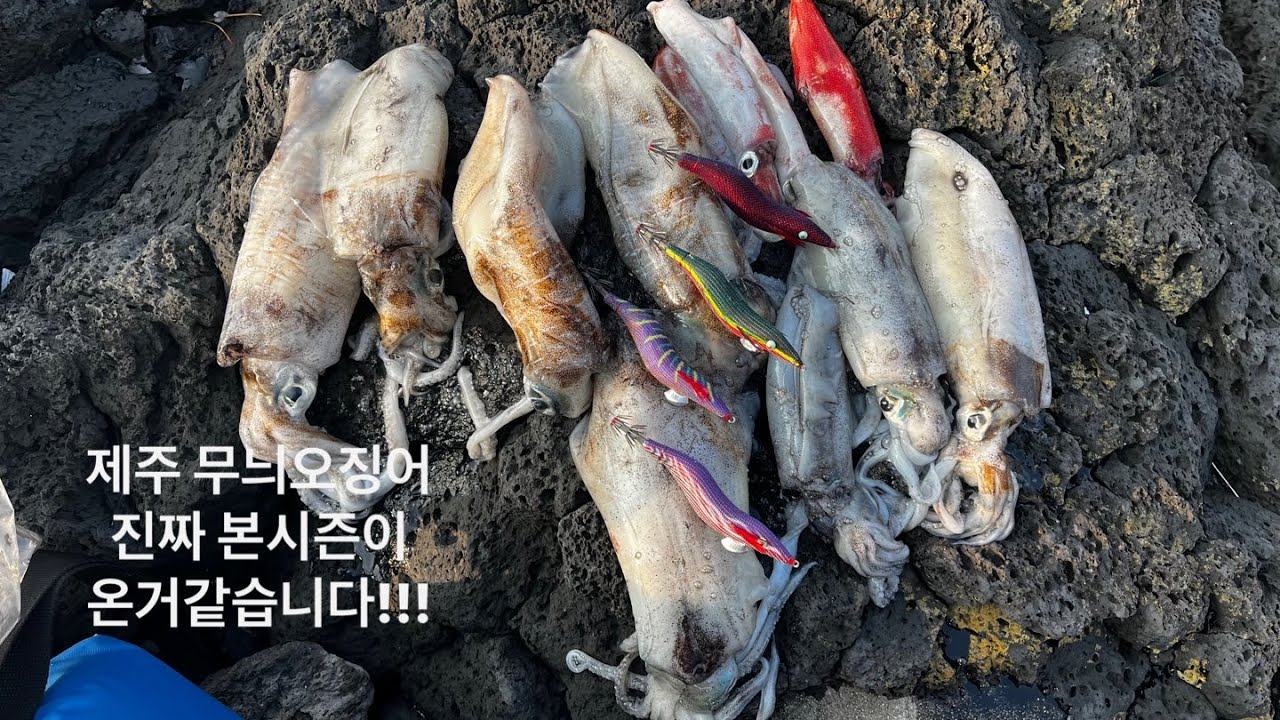 비양도 힐링 제주무늬오징어  🦑😆🥸 #제주 #에깅 #낚시 #비양도 #무늬오징어