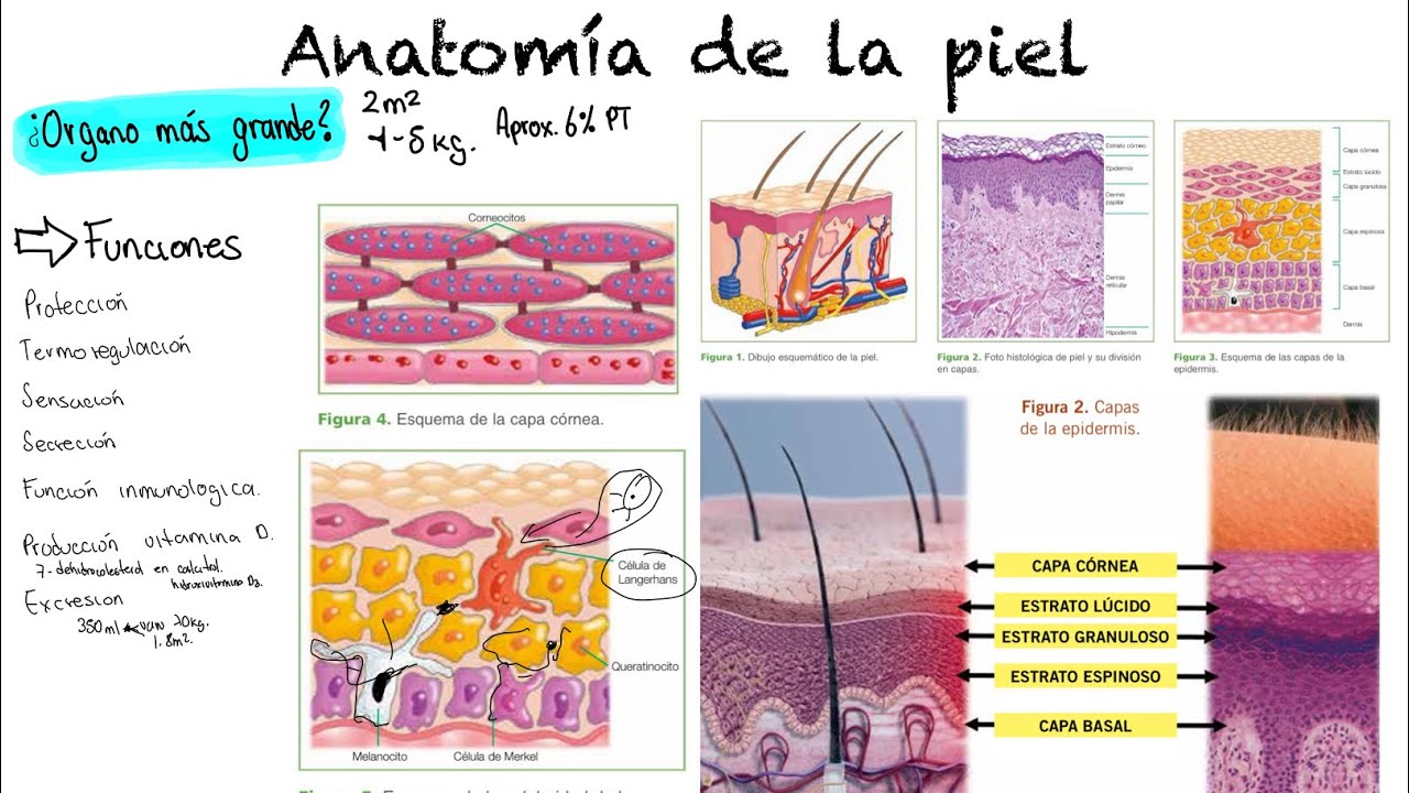 Anatomía de la piel (Capas y estratos de la piel) Tema para Estudiantes *Anatomía fácil y rapida* 🥳