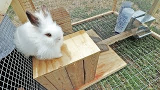 Will these lionheads like their RABBIT TRACTOR?