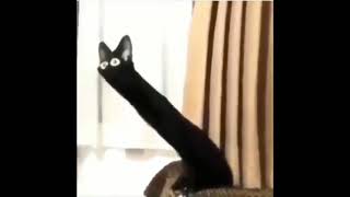 Distorted black cat meme Content Aware Scale480p