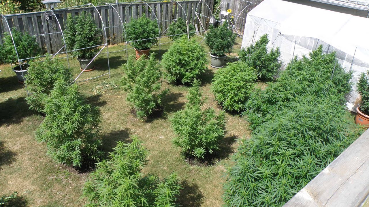My Backyard Cannabis Grow (2025)