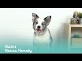 Bach Original Flower Remedies Rescue Remedy Pet | Lucky Pick Product Review with Biggles