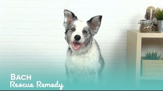 Bach Original Flower Remedies Rescue Remedy Pet | Lucky Pick Product Review with Biggles