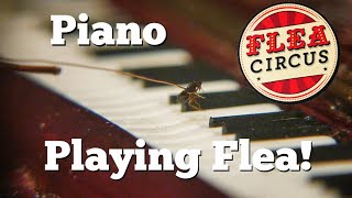 Flea Circus: Piano Playing Flea!