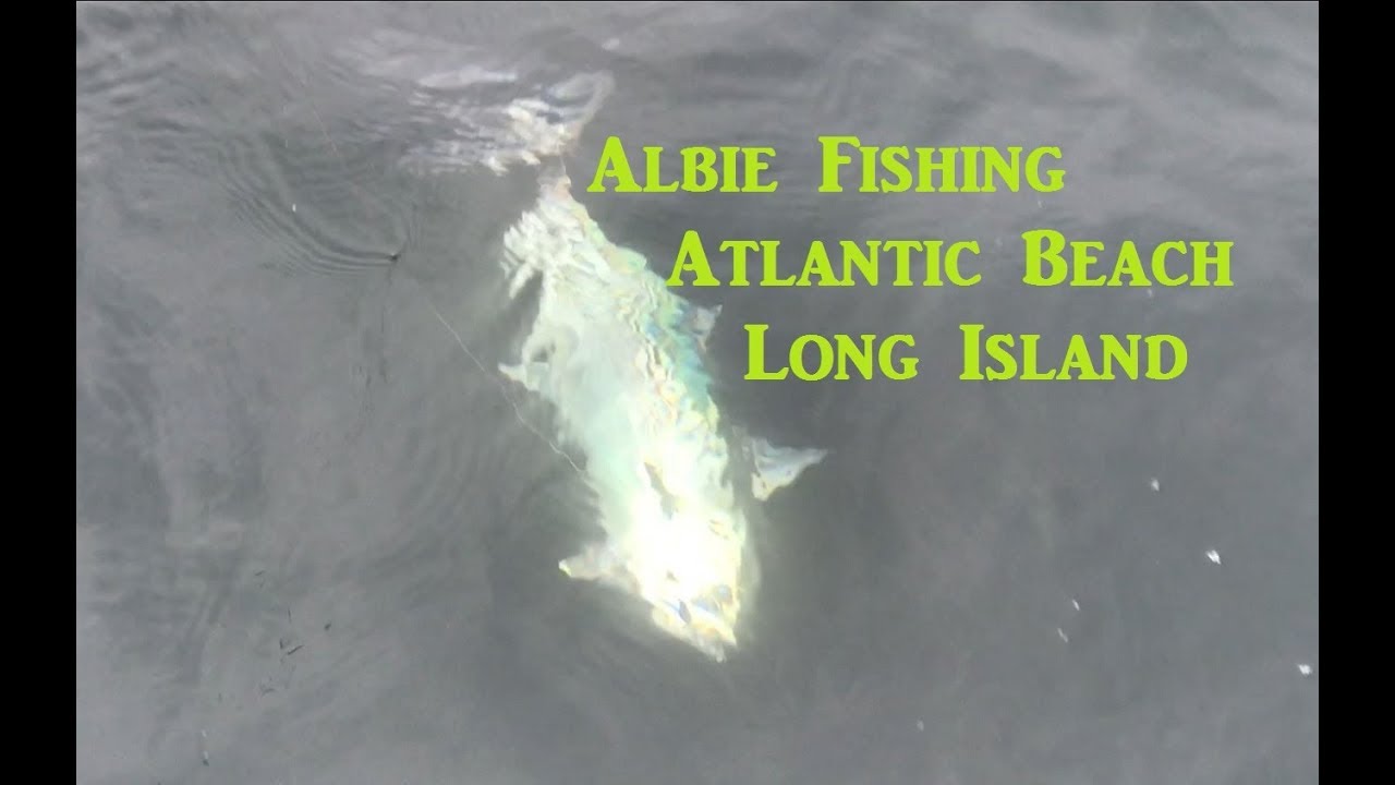Long Island Albie Fishing , False Albacore , Atlantic Beach , NY - YouTube