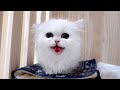 トイレできた！と報告する仔猫がカワイすぎた……