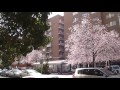 Prunus en flor de Mauricio Legendre