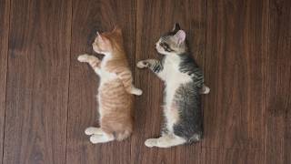 Get Ready to Cry LAUGHING with these CATS 🤣 Funny Cat Videos