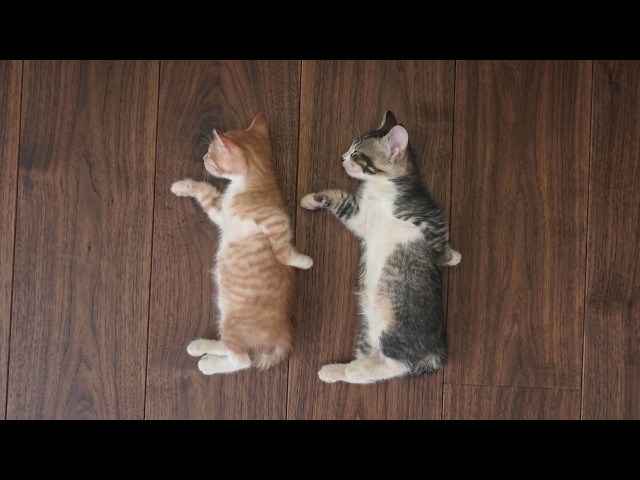Get Ready to Cry LAUGHING with these CATS 🤣 Funny Cat Videos