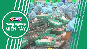Doanh nghiệp xuất khẩu thủy sản nỗ lực vượt qua khó khăn | Nông nghiệp Miền Tây