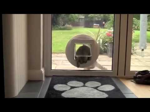 cat flap through glass door